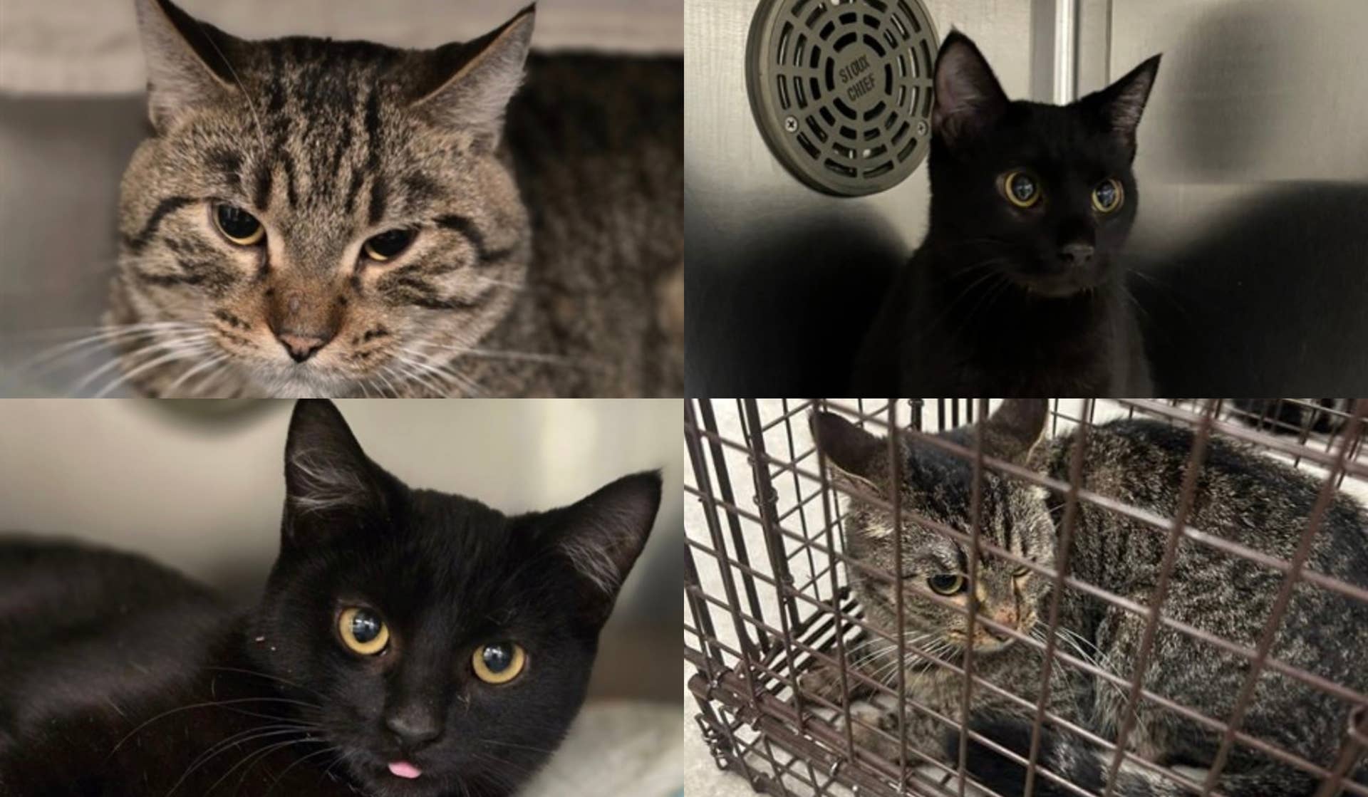 Cat Rescued From Sll All cats saved from being euthanized after rescue from hoarding ...