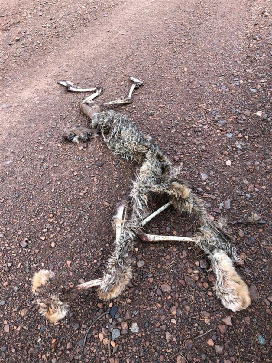 One of oldest lynx tracked by researchers in Minnesota dies