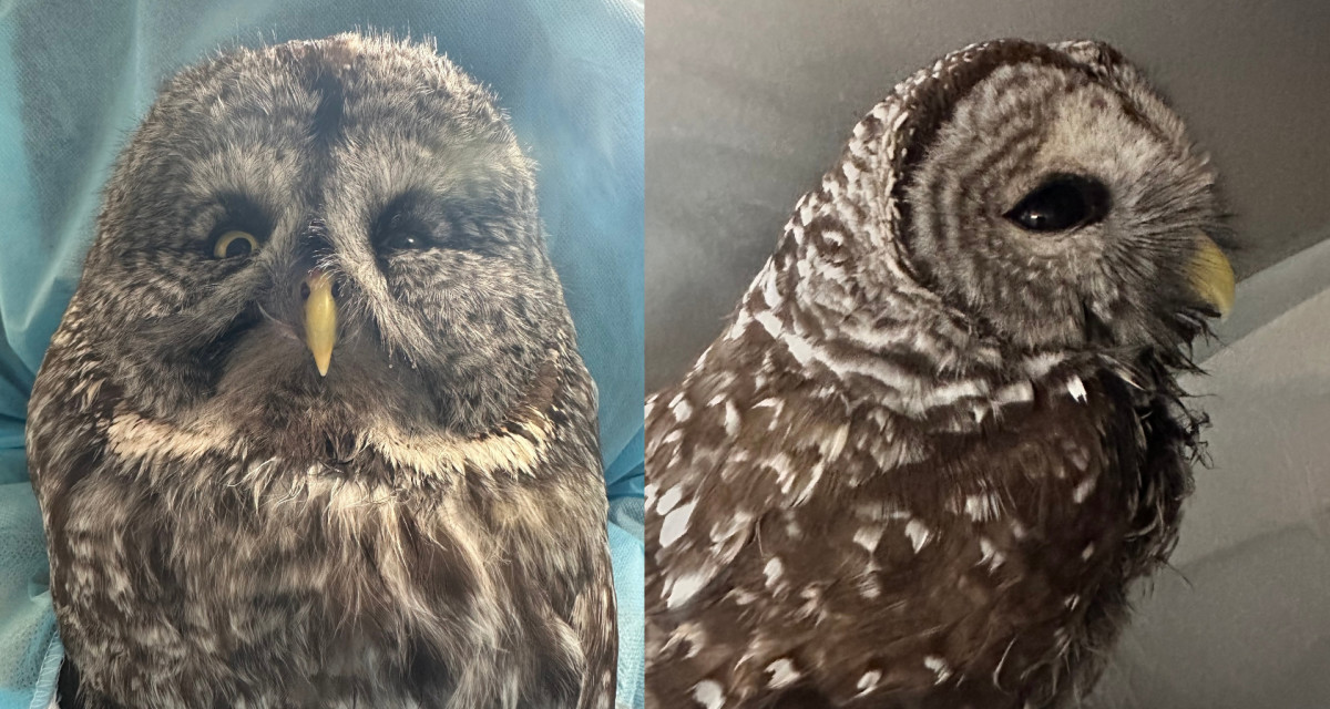 Why Minnesota is seeing its largest winter owl irruption in 20