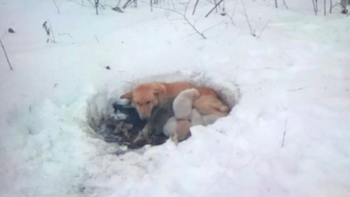 Dog had her litter of puppies in a snowdrift, somehow survived the cold -  Bring Me The News