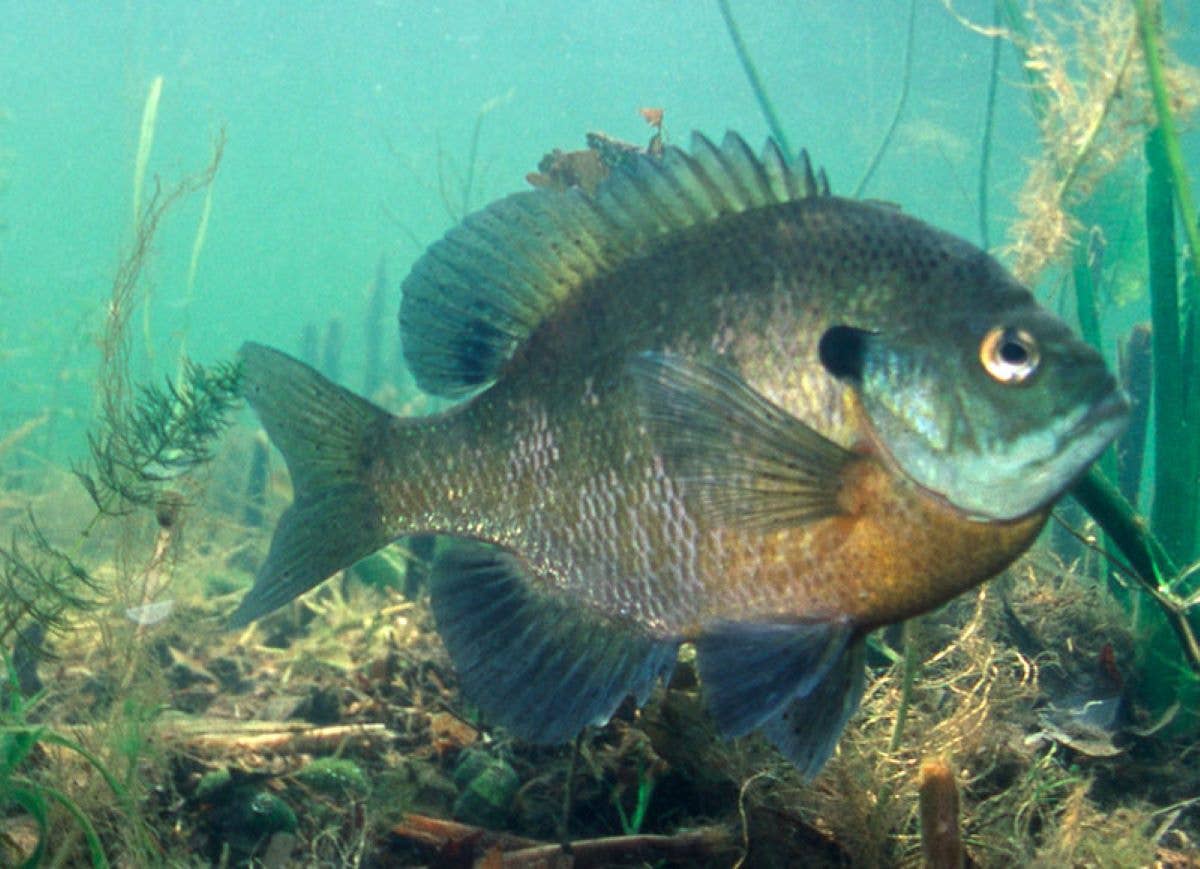 Bluegill swimming near aquatic vegetation