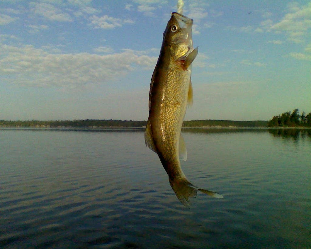 Minnesota DNR sets walleye limit on Mille Lacs Lake for 2026 fishing ...